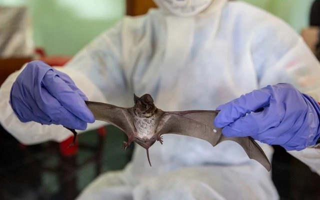 VIRUT NIPAH1